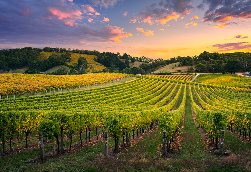 The vineyards of the Barossa Valley